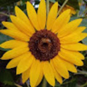 Meet your Posher, Alisha